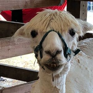 Meet your Posher, Johnny